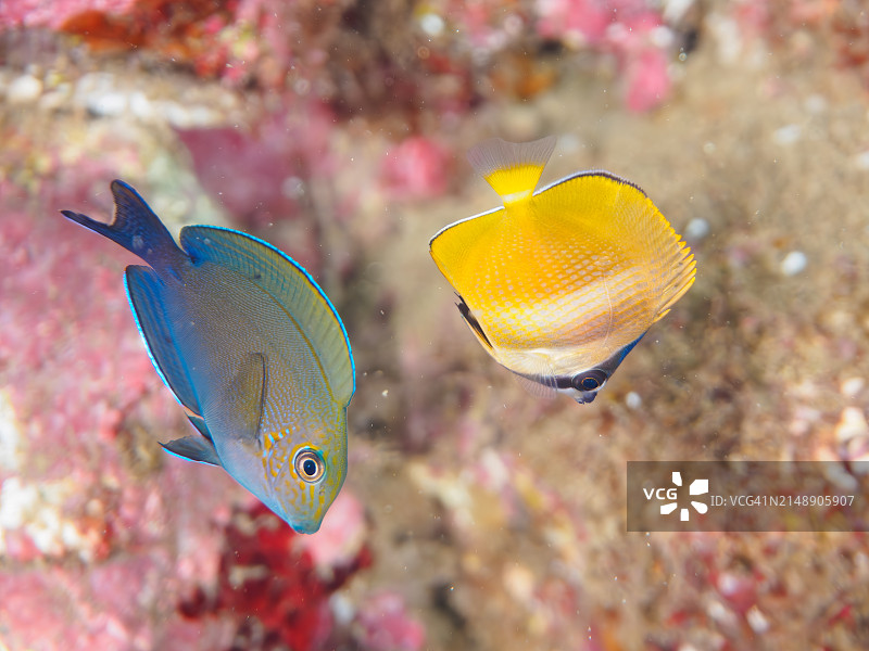 日本伊豆半岛，美丽的日斑蝶鱼和褐刺尾鱼幼鱼图片素材