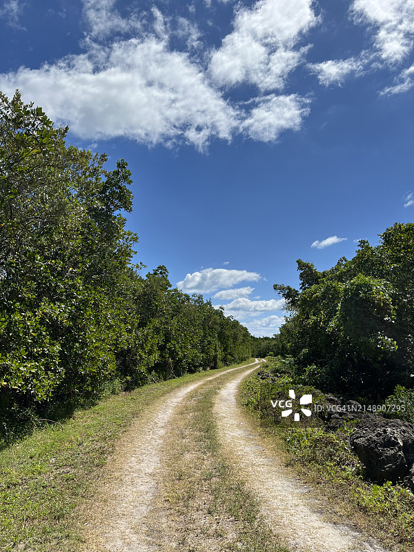 红树林间的泥土小路图片素材