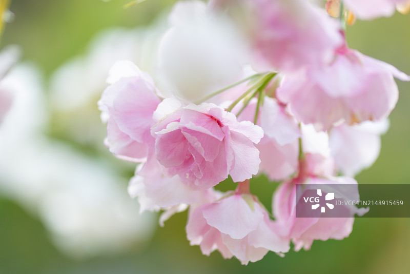 绿色背景上的淡粉色一叶樱花枝图片素材