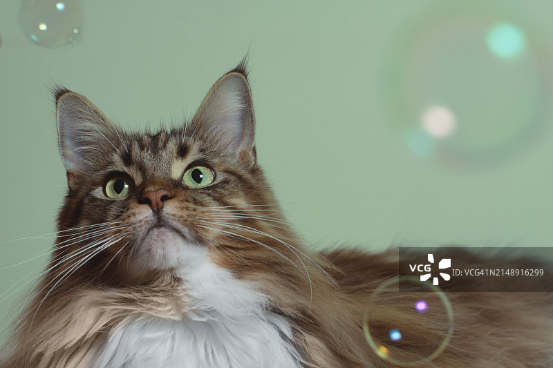 幼猫和泡泡图片素材