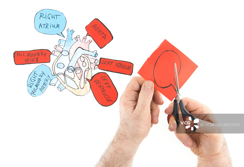 研究心脏的各个部分图片素材