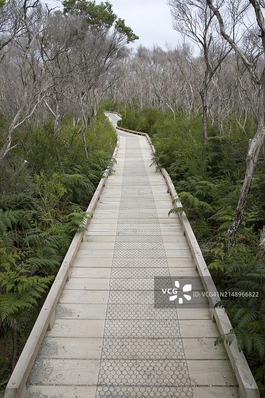 威尔逊斯普罗蒙特瑞国家公园的抬高步道图片素材