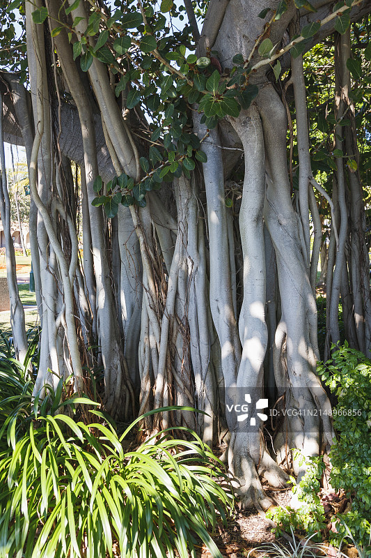北昆士兰榕树图片素材