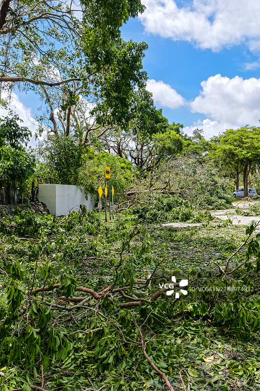 飓风厄玛摧毁的树木堵塞迈阿密街道图片素材