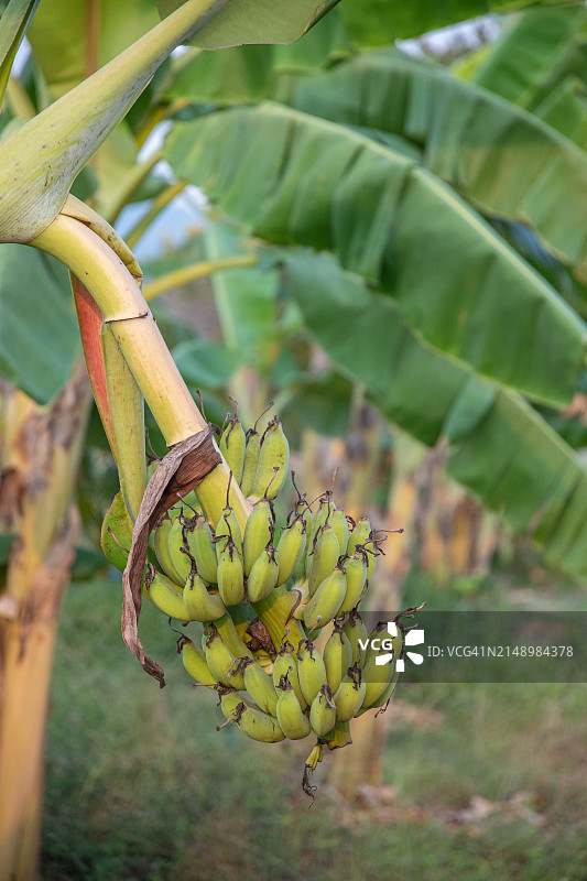 农场里的香蕉树图片素材