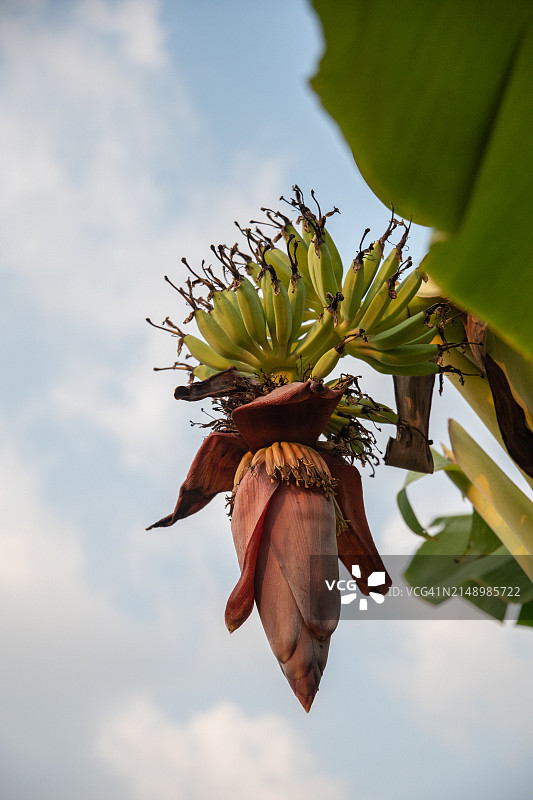 阳光下的香蕉花图片素材