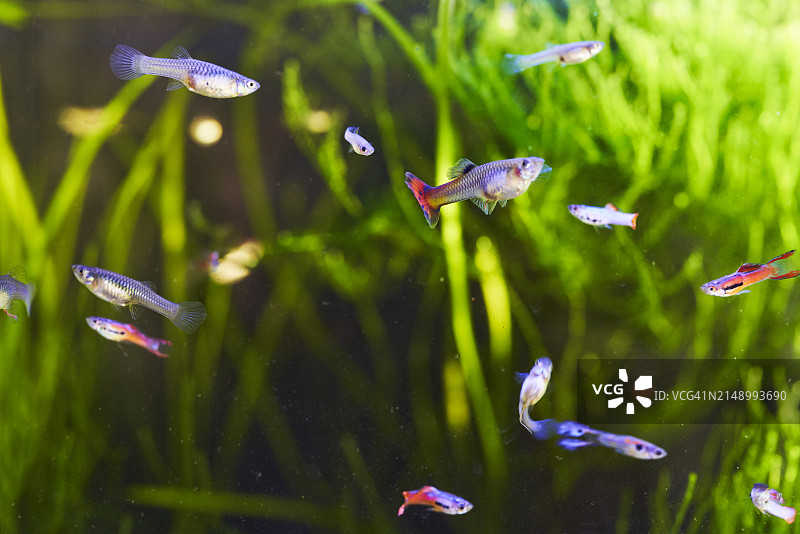 鱼缸里的一群孔雀鱼在池塘里游泳，侧视图图片素材