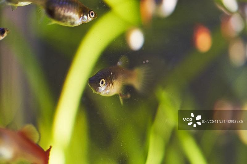 玻璃鱼缸中游动的孔雀鱼侧视图图片素材