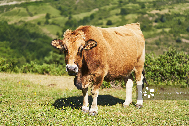 草地上奶牛的肖像，面向镜头图片素材
