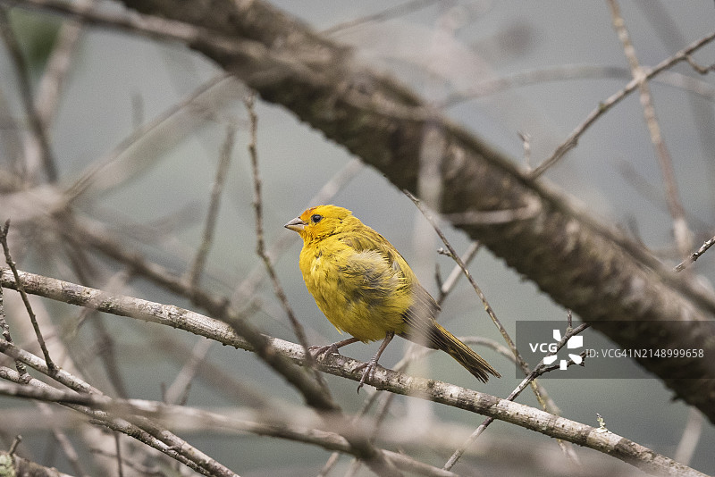 金丝雀鸟图片素材