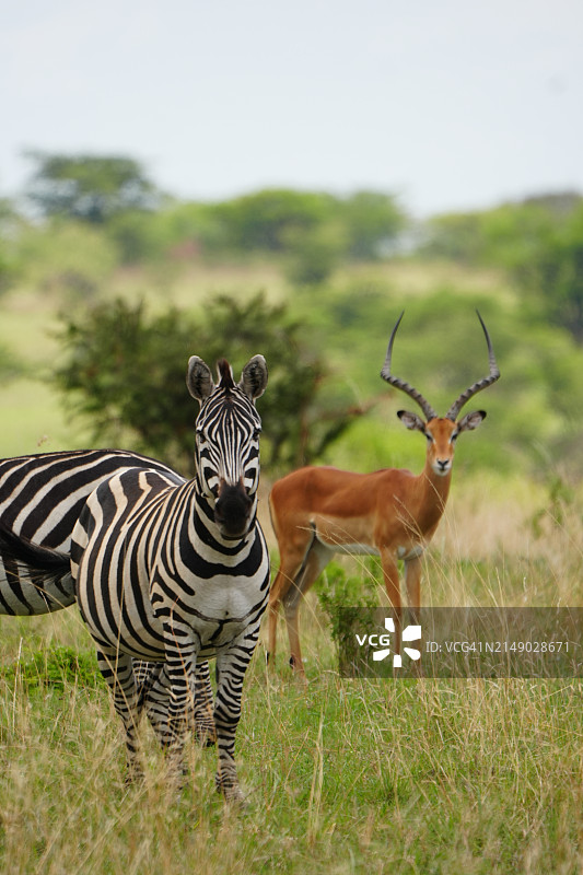 坦桑尼亚草原上的一只斑马和一只瞪羚图片素材