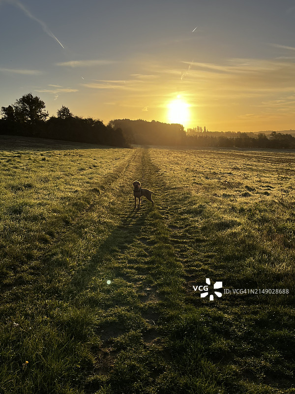 英国梅德斯通日落时分，田野的风景，一只狗站在中间图片素材