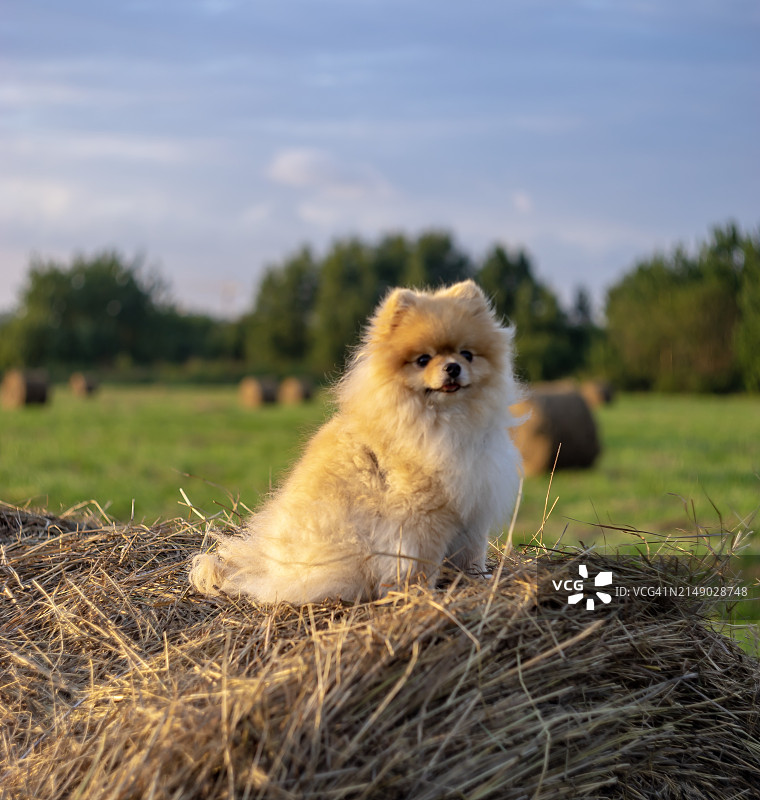 坐在草地上的可爱博美犬肖像图片素材