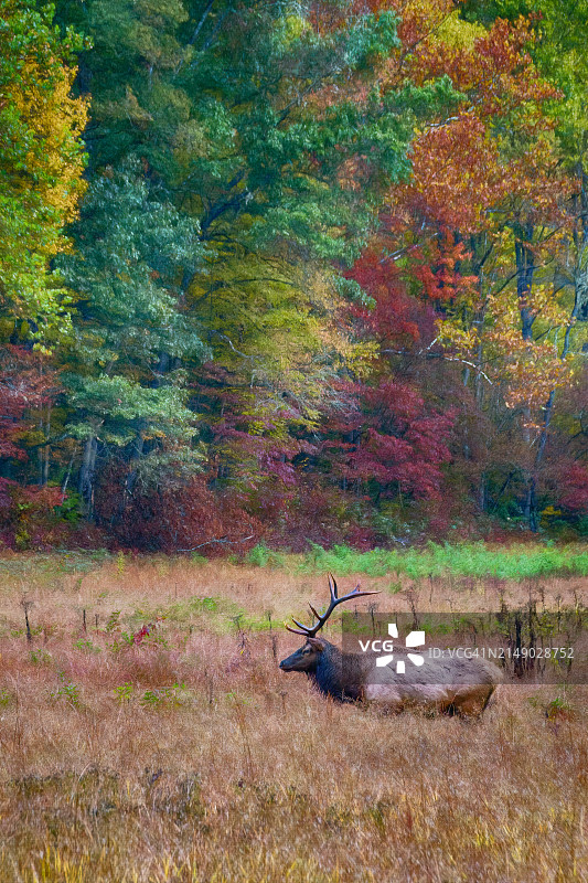 森林中站在田野上的红麋鹿高角度视图图片素材