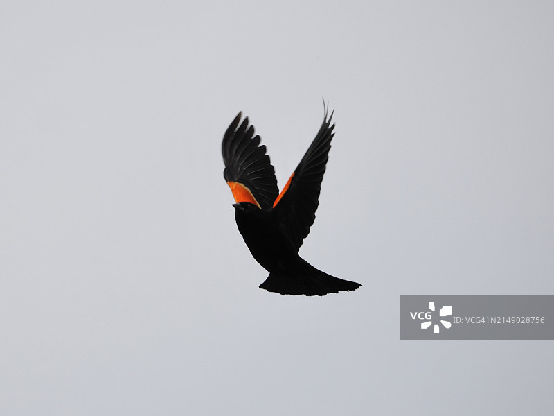 飞行中的雄性红翅黑鹂，美国马萨诸塞州图片素材