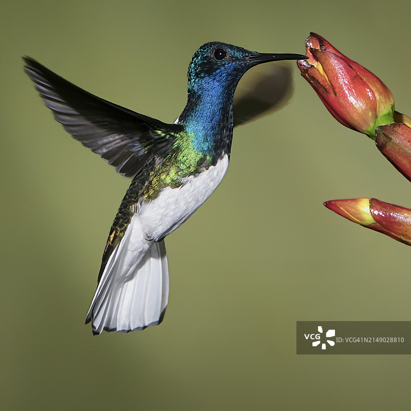 白颈蜂鸟在红花上觅食图片素材