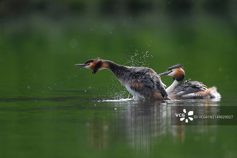 在水中休息的鸭群图片素材