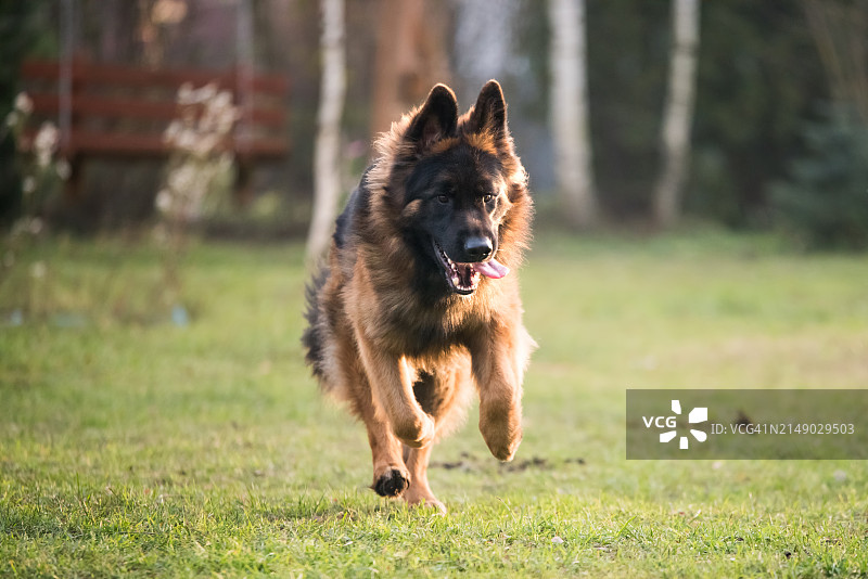 在自然中玩耍的德国牧羊犬，快乐地奔跑和跳跃图片素材