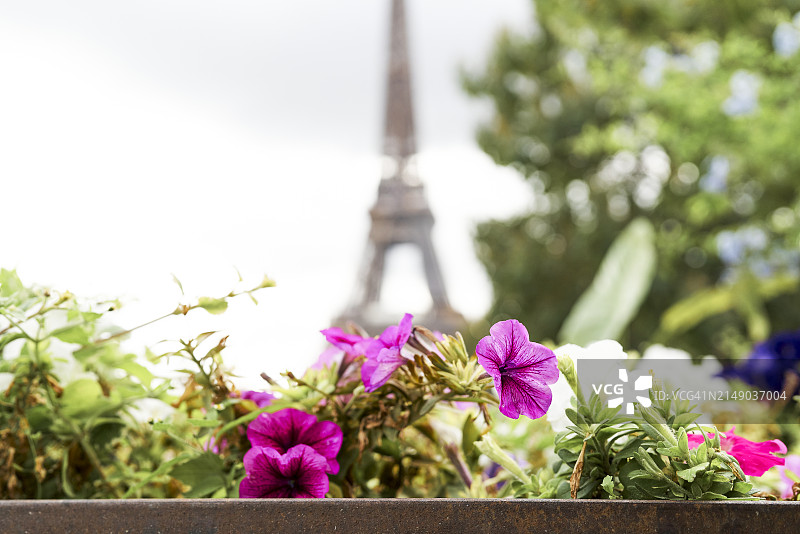 法国花园中一群紫色花朵的正面照，背景是埃菲尔铁塔图片素材