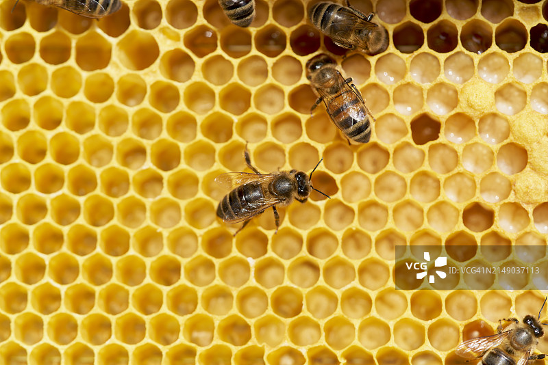 蜂巢内努力酿蜜的幼蜂特写图片素材