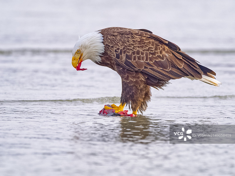 不列颠哥伦比亚省温哥华岛上的鸟类图片素材
