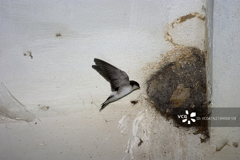 在村庄房屋筑巢的西家马丁图片素材