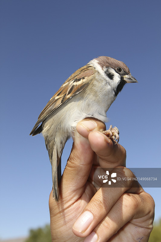 土耳其阿拉斯湿地的鸟类学家正在给一只欧亚树麻雀(Passer montanus)佩戴环志,自2005年以来,那里记录了316个物种。图片素材