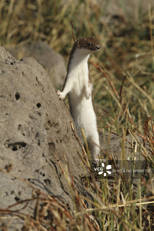 一只好奇的伶鼬用后腿站立图片素材