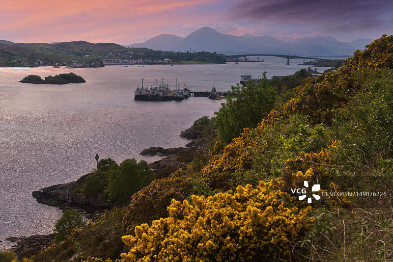西望艾琳多南城堡，路边盛开着鲜黄色的荆豆花，英国苏格兰西部高地图片素材