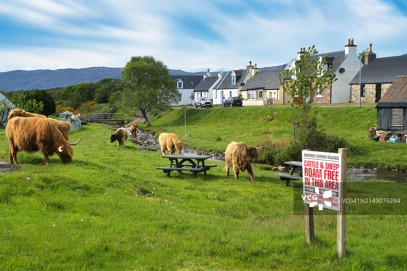高地牛在杜伊里尼什村庄附近自由放牧图片素材