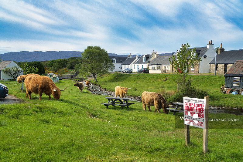 高地牛在杜伊里尼什村庄附近自由放牧图片素材