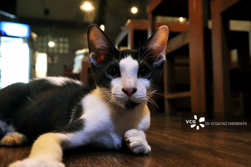 黑白猫咪看向镜头图片素材