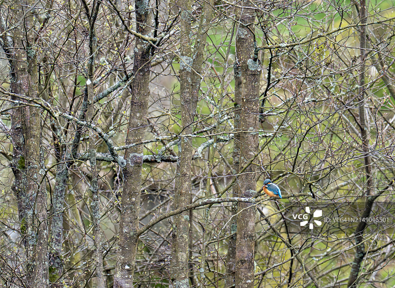 英国坎布里亚郡安布尔赛德的翠鸟图片素材