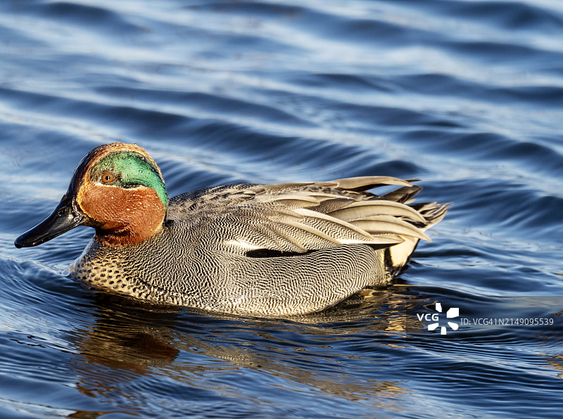 英国诺福克郡克莱自然保护区的小水鸭（雄性）图片素材