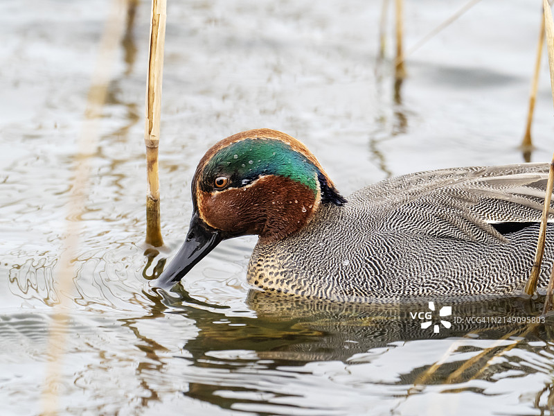 英国诺福克郡克莱自然保护区的小水鸭（雄性）图片素材