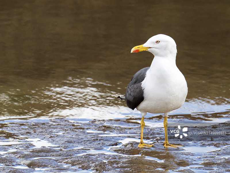英国诺福克布莱克尼小溪中的小黑背鸥图片素材