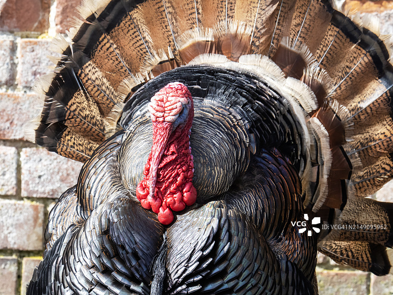 英国诺福克郡莫里斯顿小农场里的诺福克青铜火鸡图片素材