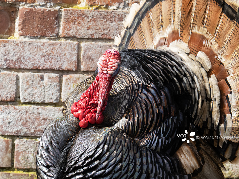 英国诺福克郡莫里斯顿小农场里的诺福克青铜火鸡图片素材