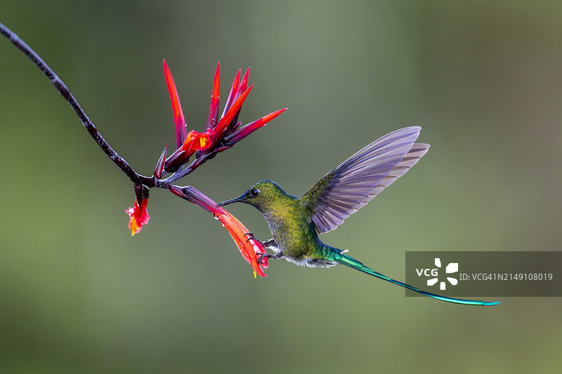长尾风神蜂鸟图片素材