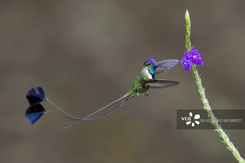 奇异的国王匙尾蜂鸟图片素材