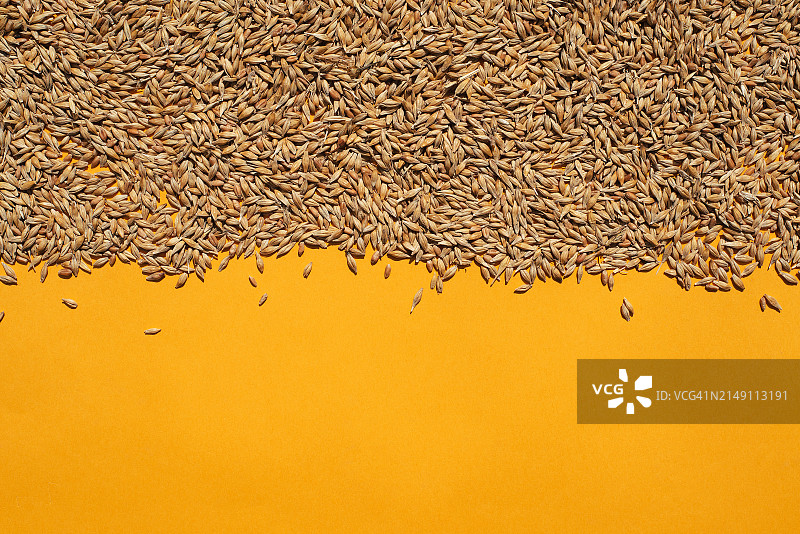 黄色背景上的谷物：玉米与小麦图片素材