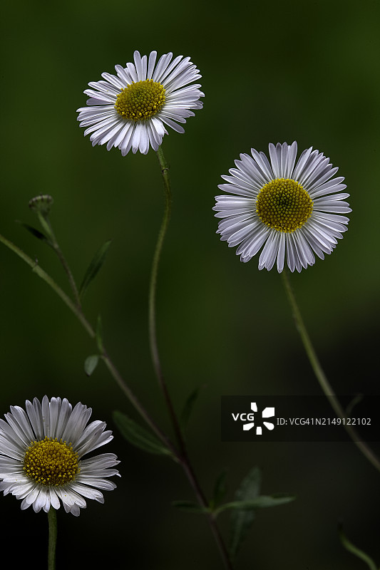 小蓬草图片素材