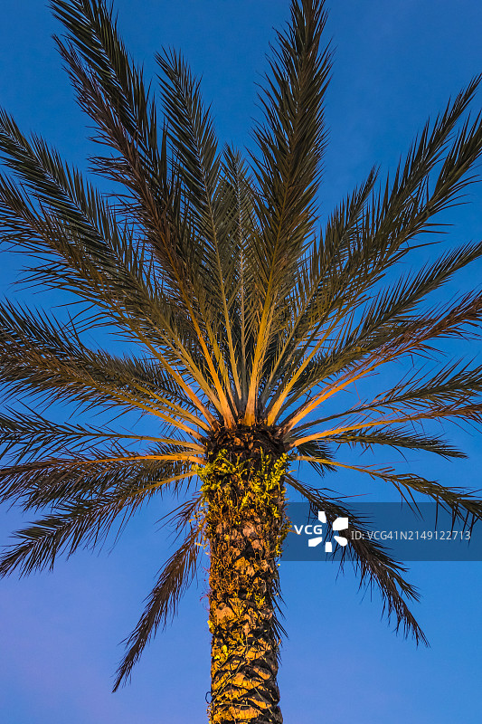 棕榈树图片素材