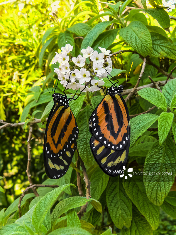 帝王蝶图片素材