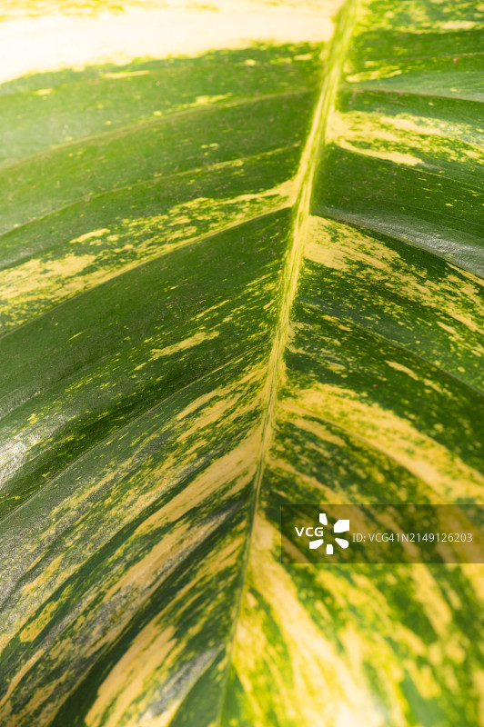 绿黄色条纹叶子图片素材