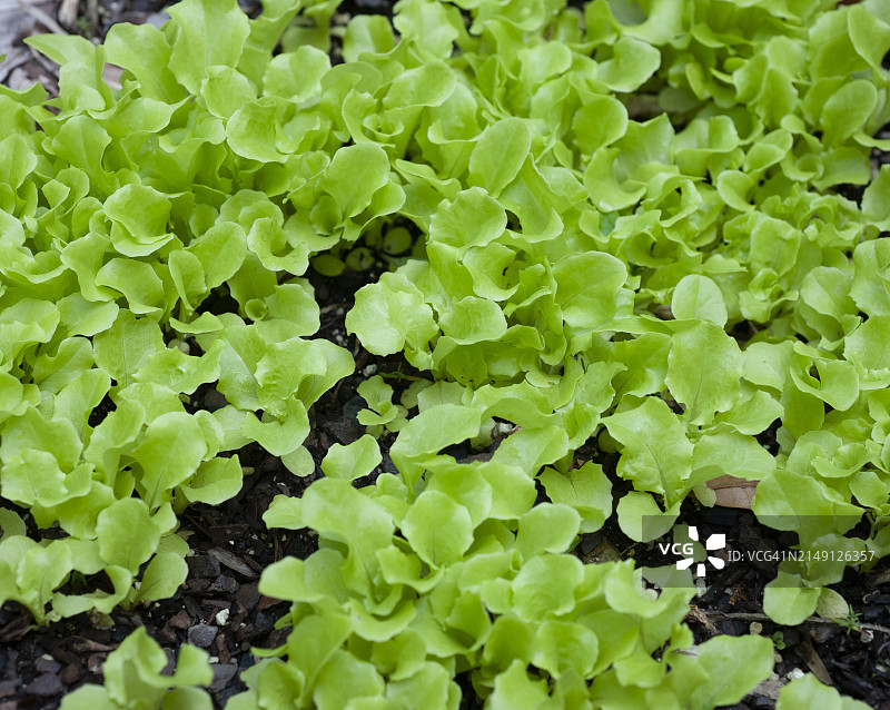 生菜植株图片素材