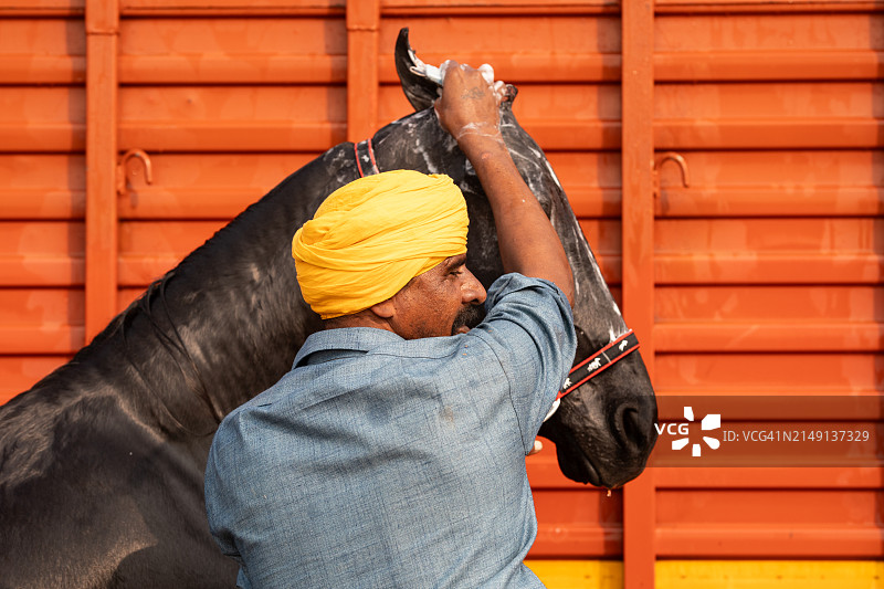 普什卡牲畜图像图片素材