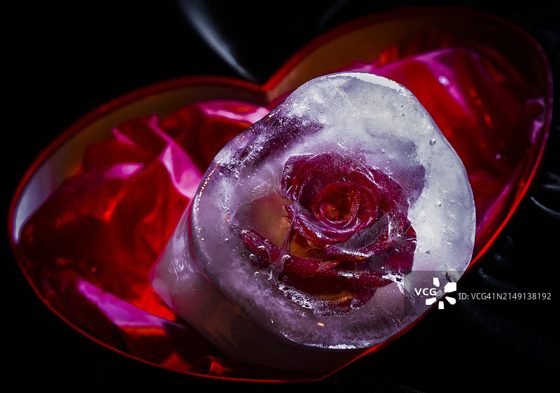 冰冻的玫瑰花图片素材