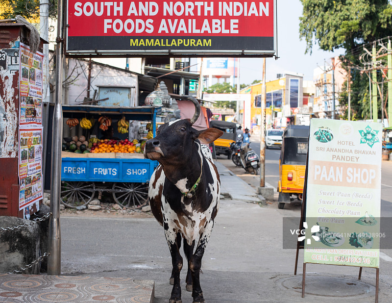 南北印度美食图片素材