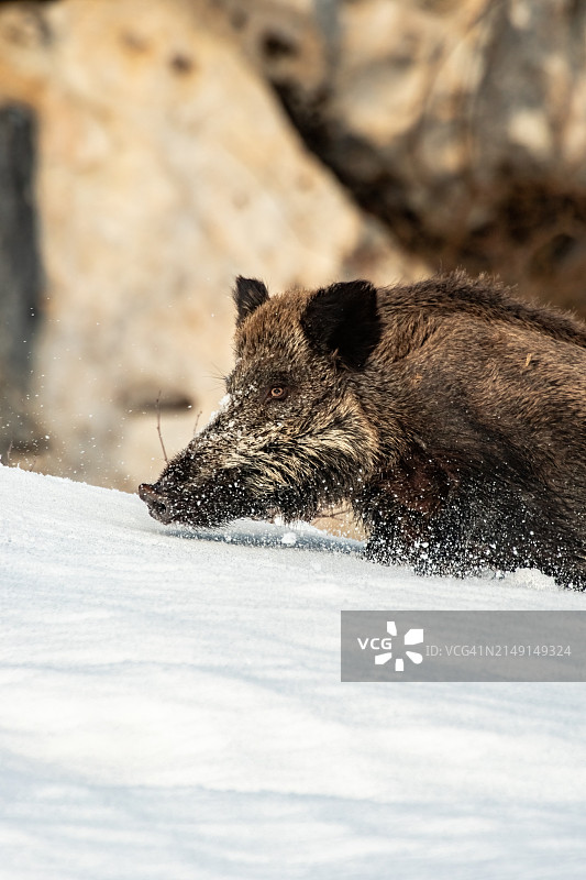 雪原上熊的特写，意大利图片素材